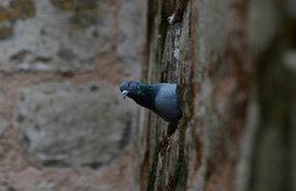 indo pak border, india, pakistan, punjab border, indian army, pigeon, security force, spy pigeon, pathankot police, surgical strike