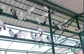153 pigeons, CID Probe pigeons, pigeons espionage, Pakistan ISI pigeons, kashmir pigeons news, kashmir Latest news
