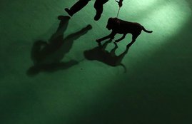 Dog raped, Dog killed, Hyderabad, Aslam Khan, Mohd. Jahangir, Shastripuran, pervert, sodomising