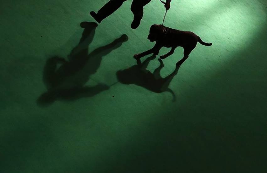 Dog raped, Dog killed, Hyderabad, Aslam Khan, Mohd. Jahangir, Shastripuran, pervert, sodomising