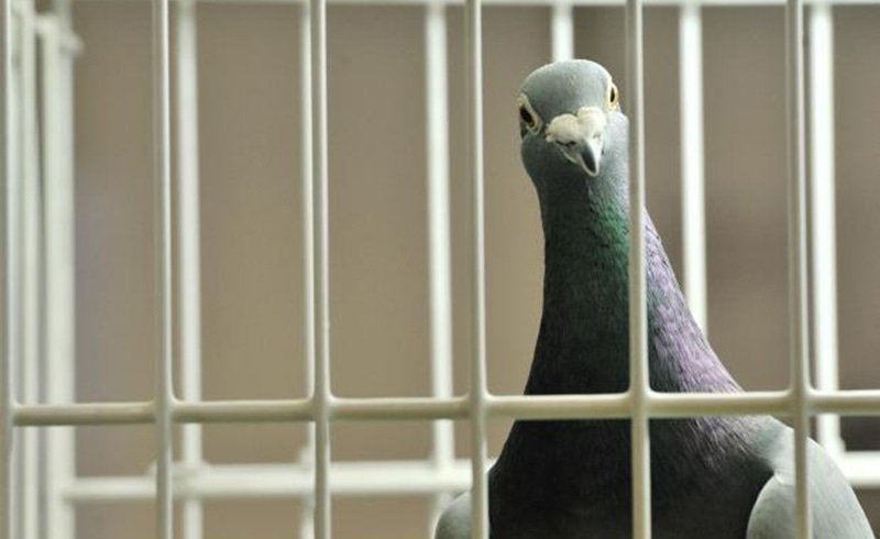 Pakistani spy pigeon,The proof, RAW, ISI, Roger Binny, Ghutarghoon Khan, Uri Attack, Surgical strike,Narendra Modi, Barack Obama, Ishant sharma