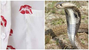 Love Bite, Snake give Love Bite, wired news, ajab gajab, ajab gajab news, delhi