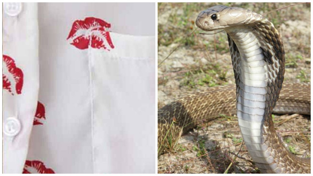 Love Bite, Snake give Love Bite, wired news, ajab gajab, ajab gajab news, delhi Love Bite, Snake give Love Bite, wired news, ajab gajab, ajab gajab news, delhi