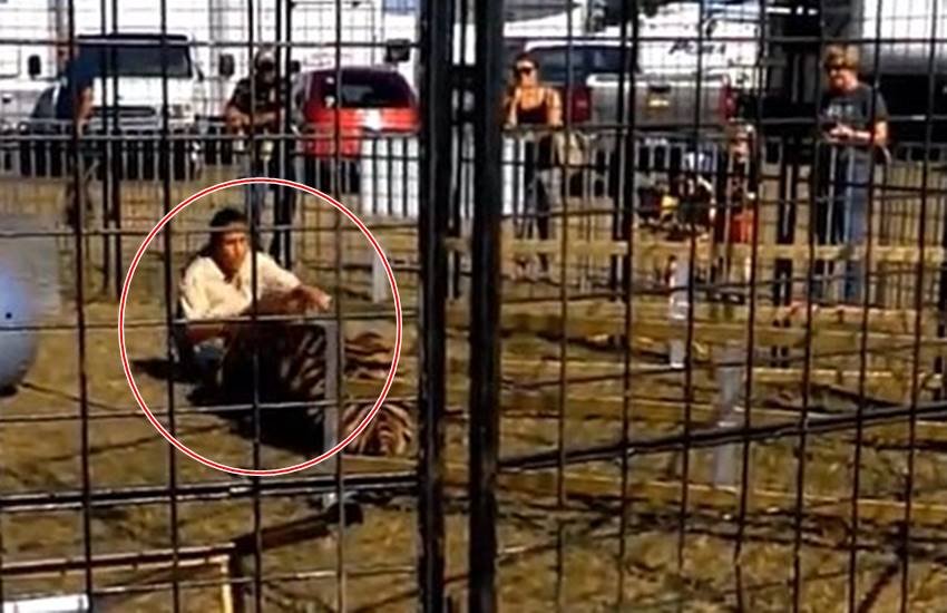 female trainer, Vincenta Pages, tiger show, Pensacola Interstate Fair, Fair Gandhi, tiger named gandhi