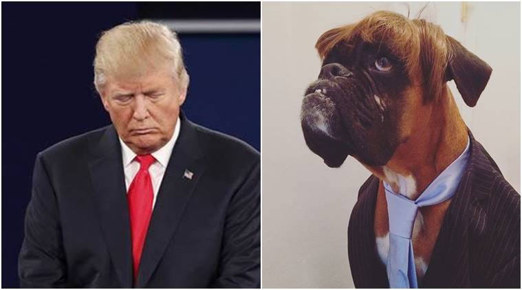 UK: Dog wins best dressed competition for his resemblance to Donald Trump UK: Dog wins best dressed competition for his resemblance to Donald Trump