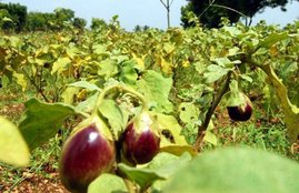 Demonetisation, Note ban, Wholesale Price, Inflation, brinjals, Gourds, Ivy Gourd, Rs 500, Rs 1000, Old Notes, India, Jansatta