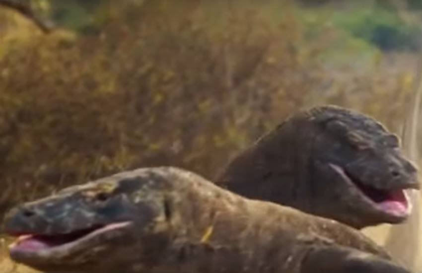 आपस में लड़ाई लड़के ड्रैगन। (Photo Source: Youtube Video Screenshot)