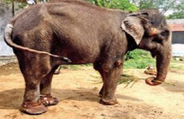 Female elephant, Elephant Laxmi, Animal Care Trust, Rajapalayam, Elephant Wear Shoe, Elephant with wounds legs, Palani Elephant Laxmi, Elephant Laxmi wear Shoe, Shoe for elephant
