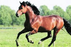 घोड़े बड़े अलबेले