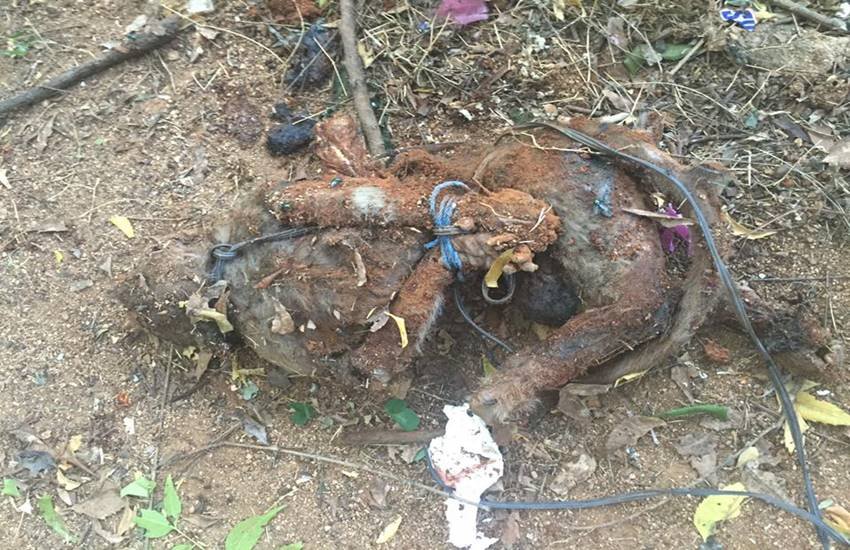 CMC Vellore medical students tortured and stabbed TIED Monkey