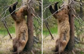 Planet Earth II, bear, grizzly, dancing, Rocky Mountains, David Attenborough