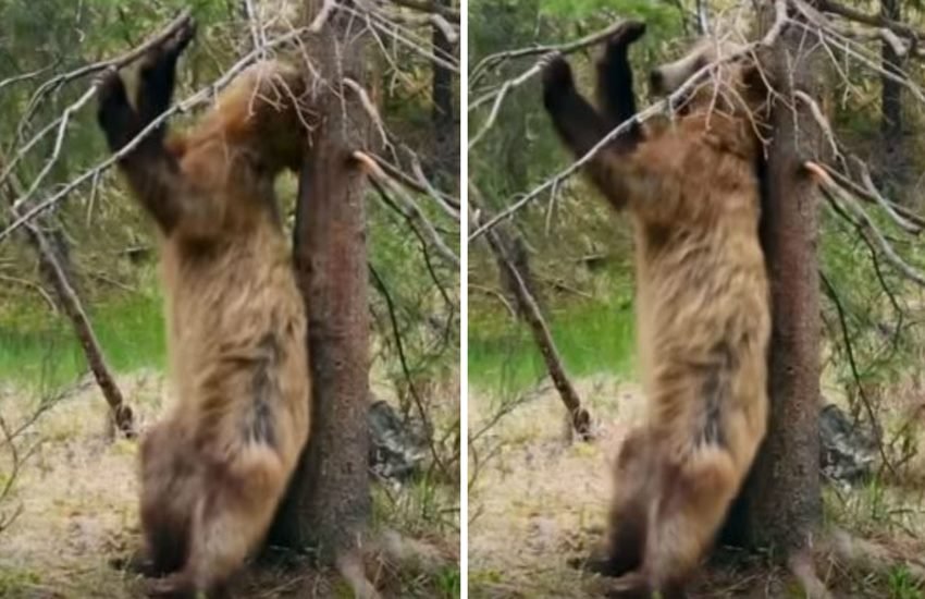 Planet Earth II, bear, grizzly, dancing, Rocky Mountains, David Attenborough