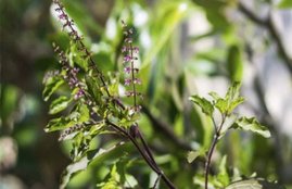 tulsi, holy basil, benefits of tulsi, benefits of tulasi, tulsi benefits, benefits of holy basil, tulsi for health, tulsi ke fayde, health news, health tips, benefits of tulsi in hindi