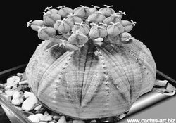 अजब-गजब: गेंद-सा पौधा