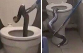 Snakes, Disgusting videos, COBRA, snake found in toilet, snake found in home, gaint snake