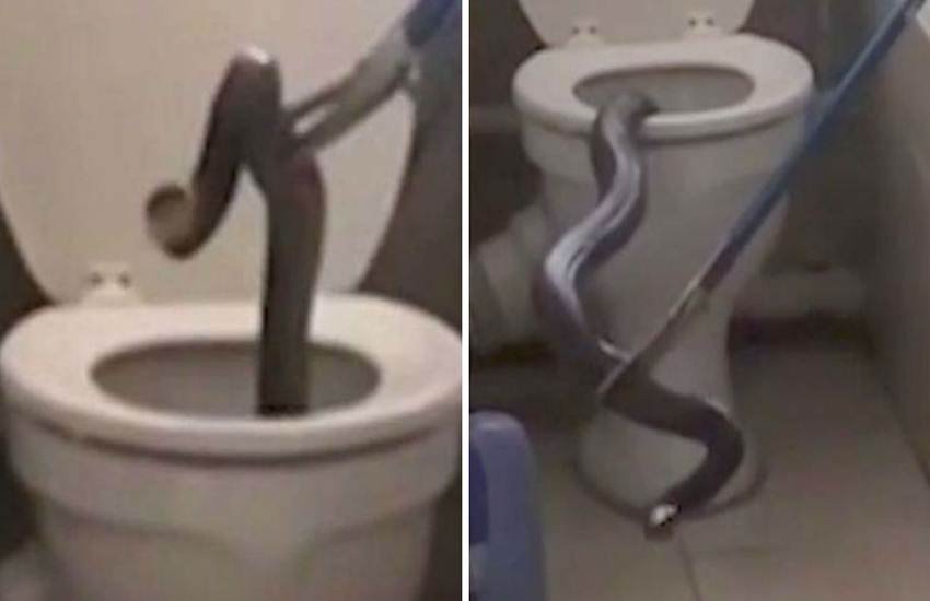 Snakes, Disgusting videos, COBRA, snake found in toilet, snake found in home, gaint snake