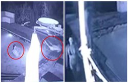 VIDEO: स्वीमिंग पूल में कूदा मगरमच्छ बिकनी पहनी महिला पर झपटा, भाग खड़ा हुआ पार्टनर