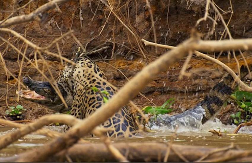 मगरमच्छ पर हमला करता जगुआर। (Photo Source: Youtube Video) मगरमच्छ पर हमला करता जगुआर। (Photo Source: Youtube Video)