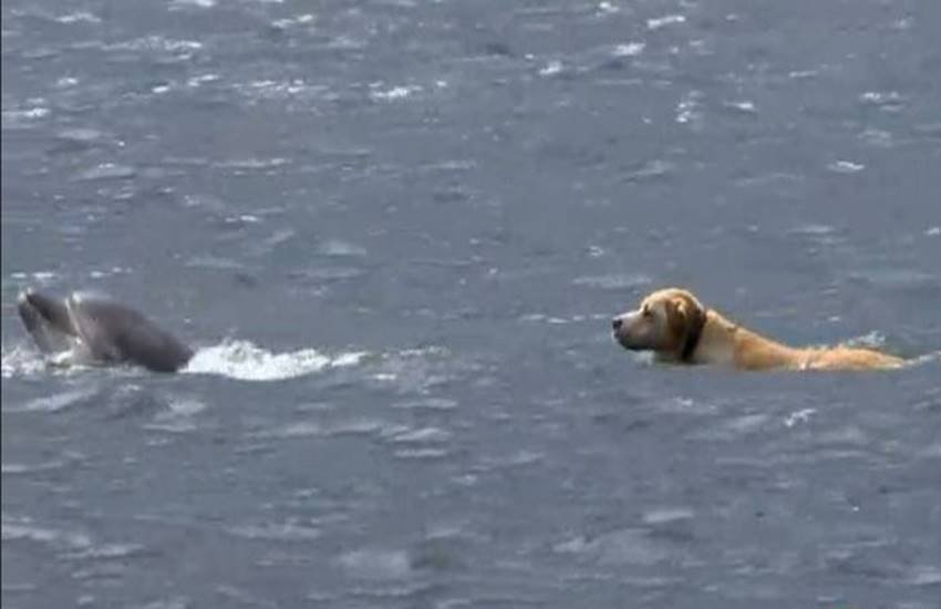 Friendship of Dog and Dolphin, animal videos, funny animal videos, dog and dolphin videos, nat geo videos, nat geo funny videos, unusual animal friendship, viral videos, trending videos, Dolphin, Dog, ben