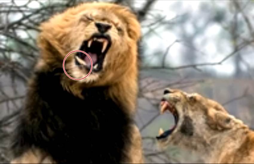 animal attack, lion fighting, female, tussle, viral videos, trending videos, viral, trending