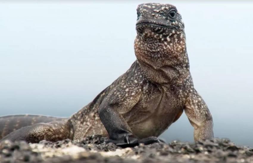 Planet Earth II, BBC, News, TV, Radio, Culture, iguana vs snake