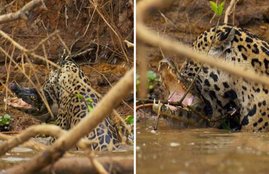 Planet Earth II, David Attenborough, BBC, Planet Earth, Documentaries, Crocodiles, Planet Earth II episodes