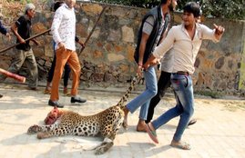 leopard Gurgaon, Leopard in Gurgaon, Leopard killed Gurgaon, Leopard Sohna road, leopard gurgaon village