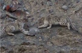 Planet Earth II, David Attenborough, BBC, Planet Earth, leopard being raped, video, trending video, viral video