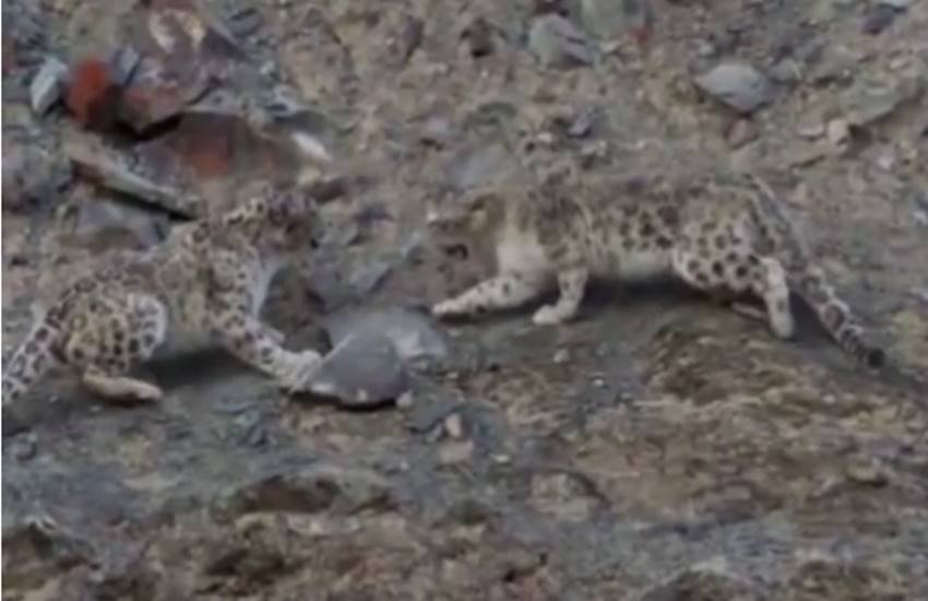 Planet Earth II, David Attenborough, BBC, Planet Earth, leopard being raped, video, trending video, viral video