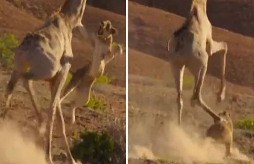 Planet Earth Two, Planet Earth 2, Planet Earth II, giraffe fights with lions, animal attack, animal attack video, viral video, trending video, viral