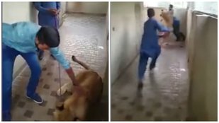 Lion attacks on man, lion, man, viral video, trending videos, trending, video, viral