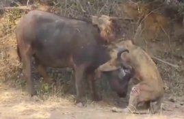 animal attack, lion buffalo fight, lion attack, animal attacks videos