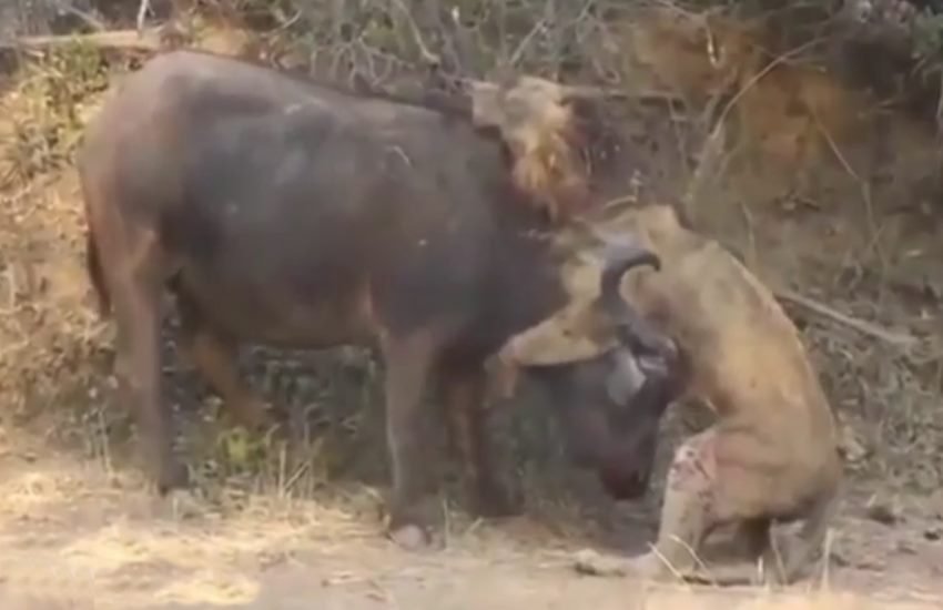 animal attack, lion buffalo fight, lion attack, animal attacks videos
