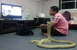 Man marries with snake, cobra, girlfriend, reincarnated, marriage with snake
