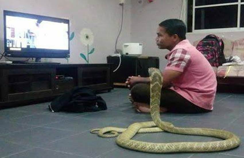 Man marries with snake, cobra, girlfriend, reincarnated, marriage with snake