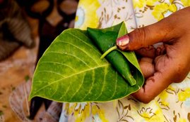 Paan, betel leaves, benefits of betel leaves, benefits of paan, Paan khane ke fayde, paan for digestion, paan for health, health news, health news