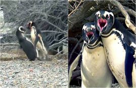 animal videos, penguin lovers fight, nat geo videos, nat geo penguin video, penguin lovers fight video, animal fight video, fight night, lovers spat