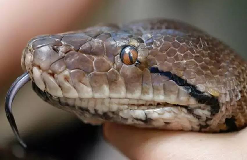 python, chinese couple raising python, couple raises python as child, python as child, cchinese couple python, bizarre