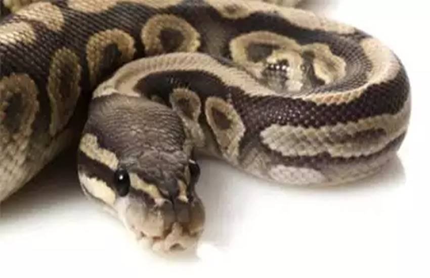 python, chinese couple raising python, couple raises python as child, python as child, cchinese couple python, bizarre python, chinese couple raising python, couple raises python as child, python as child, cchinese couple python, bizarre