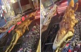 Crocodile, food, Thailand, metal poles, grilled snake, roast crocodile, leather