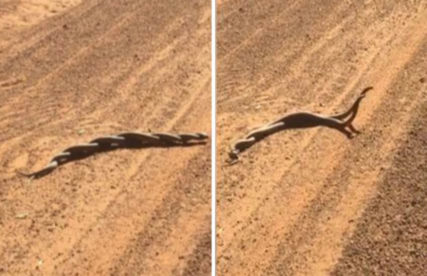 snakes fighting, snake fighting, snake battle, viral video, trending video, viral, video, Two deadly snakes fighting for supremacy