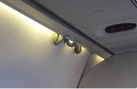 snake found in flight, sanke in flight, Snake scares passengers, Mexico