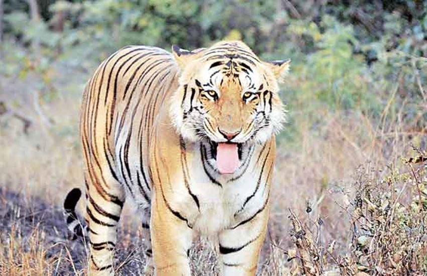 प्रतीकात्मक तस्वीर। (Express Photo: Amrut Naik) प्रतीकात्मक तस्वीर। (Express Photo: Amrut Naik)