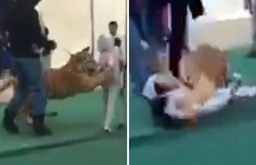 tiger attack, animal attack, animal attack videos, Animals, Middle East, Gulf Cooperation Council, Tigers, Dangerous dogs, Lions, viral videos, trending videos, viral