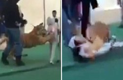 VIDEO: मार्केट में खुलेआम घूम रहे टाइगर ने बच्ची को दबोचा, जमीन पर गिराया…