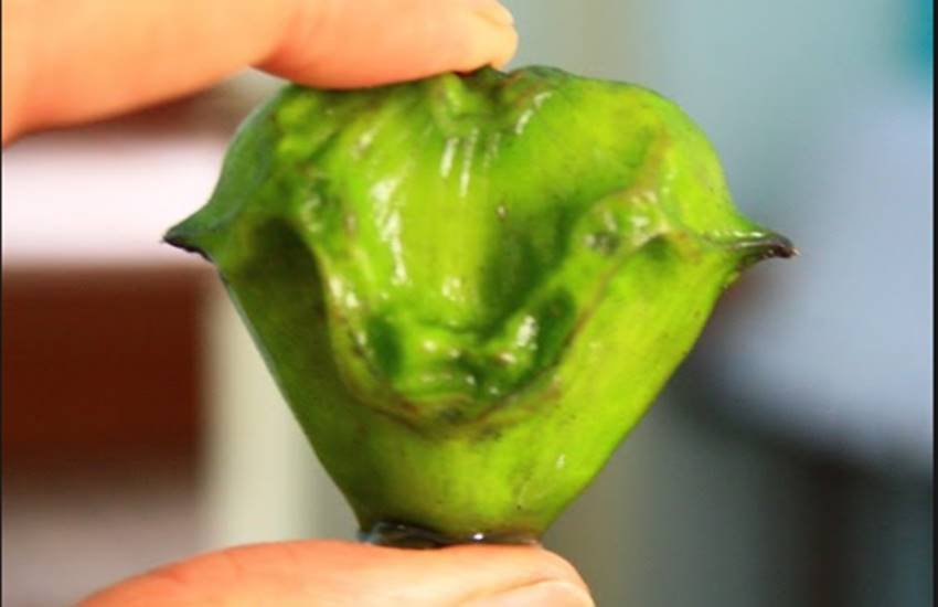water caltrop, water caltrop benefits, benefits of water caltrop, water caltrop for pragnent woman,water caltrop for health, singhade ke Fayde, benefits of singhada, health tips, health news