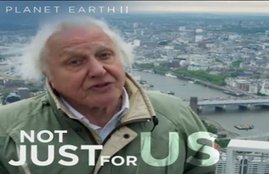 Planet Earth II, Planet Earth II finale, BBC Planet Earth II, BBC, David Attenborough, emotional