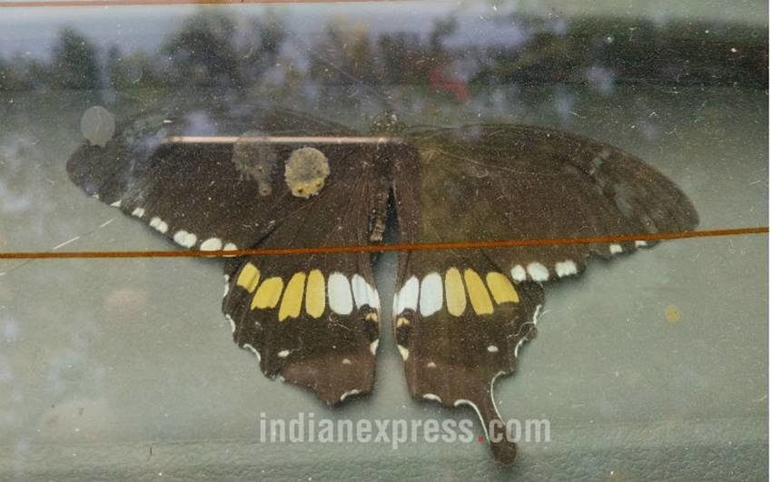 फोन का कैमरा सेंपल (Express Photo)