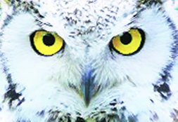 Owl signs will tell you how will your Diwali