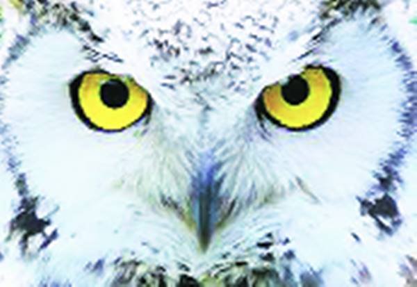 Owl signs will tell you how will your Diwali